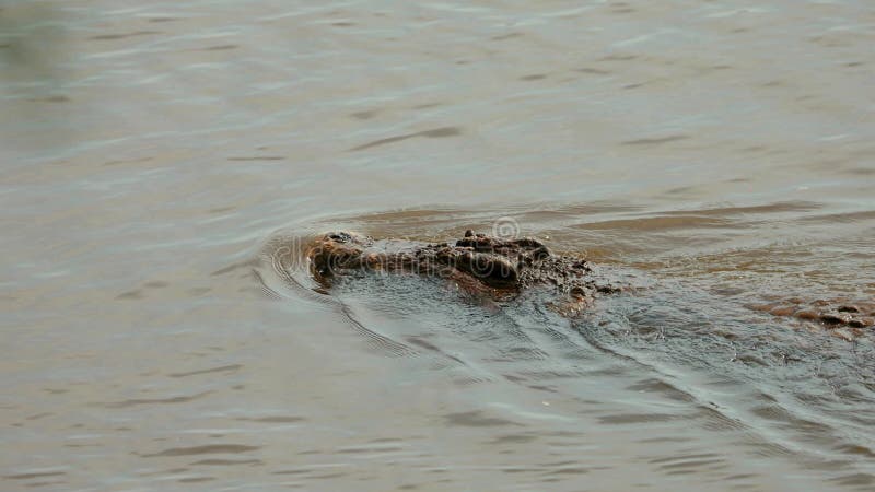 большой ниль крокодила плавает в аквапарке kruger национального парка южной африки