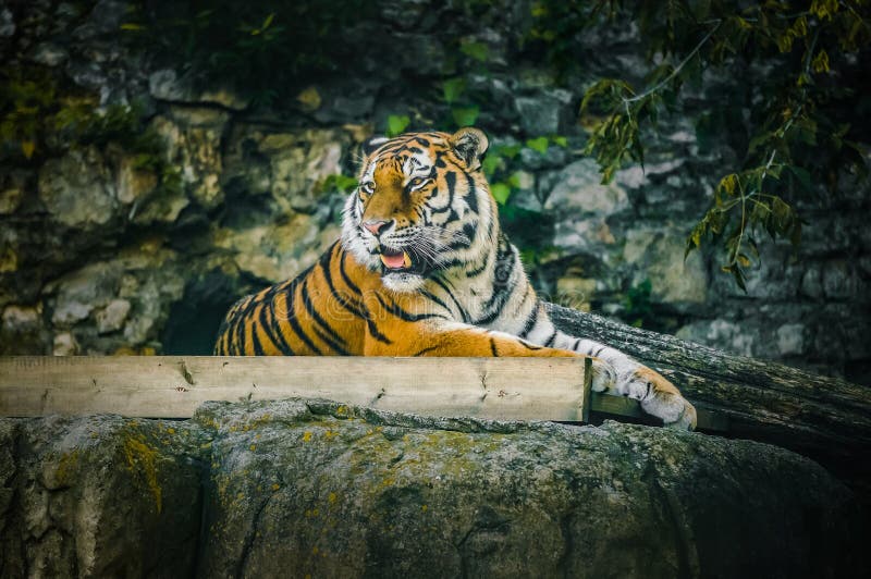 Big striped tiger in a Moscow zoo. Dangerous predator in the lock. Big striped tiger in a Moscow zoo. Dangerous predator in the lock