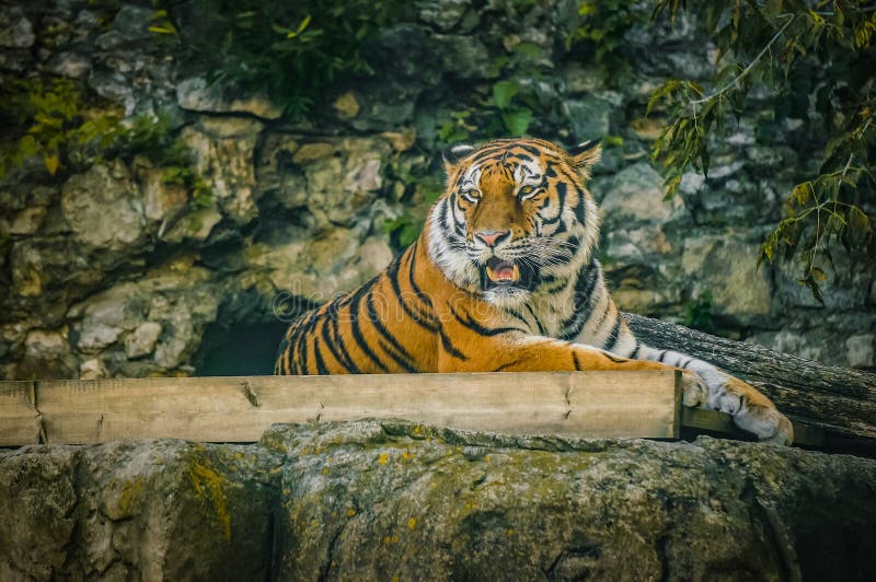 Big striped tiger in a Moscow zoo. Dangerous predator in the lock. Big striped tiger in a Moscow zoo. Dangerous predator in the lock