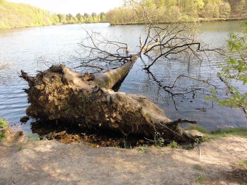 Большой ствол дерева упаденный в воду стоковая фотография Большой ствол дерева упаденный в воду стоковая фотография