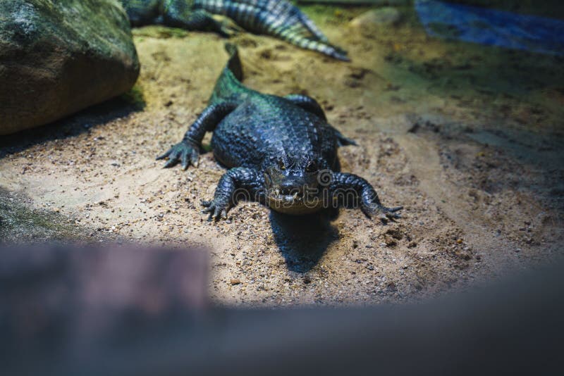 большой чёрный аллигатор, который лежит на песке рядом с водяным прутом в зоопарке