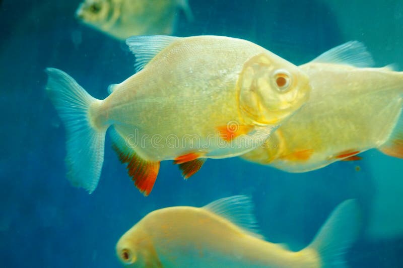 Брама стоковое фото. изображение насчитывающей ребро - 103213104