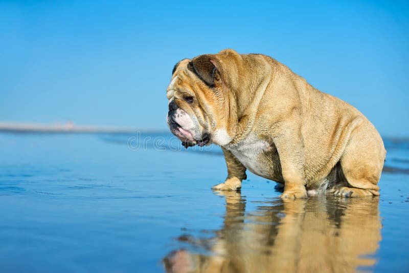 Бульдог смешной собаки английский сидя в воде смотря на его mi стоковые фотографии rf
