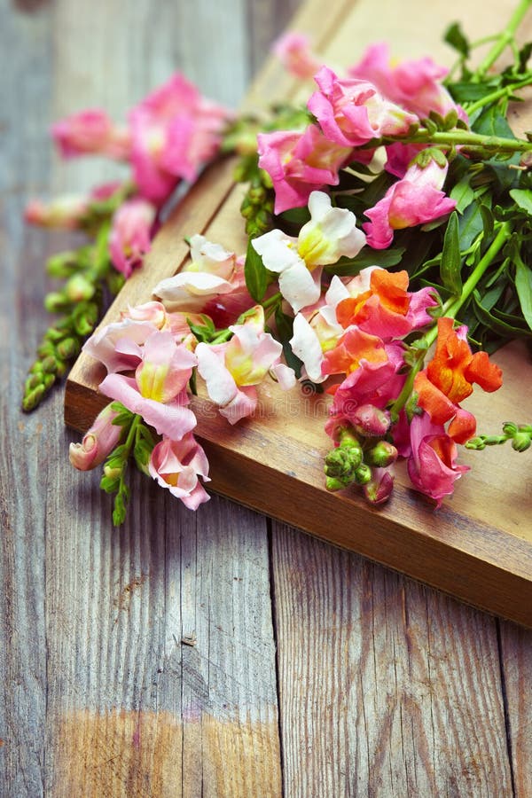 Букет snapdragon (majus Antirrhinum) на винтажном деревянном хряке стоковое изображение
