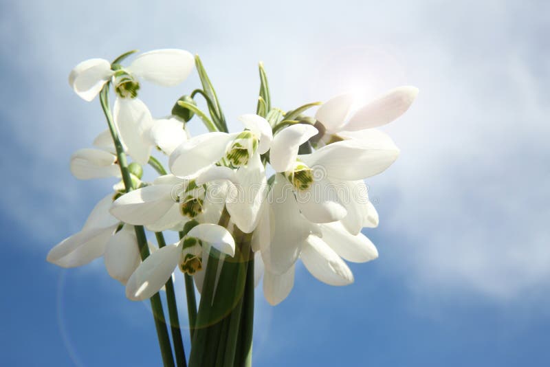 Букет прекрасных snowdrops на фоне неба. Весенние цветы стоковые изображения