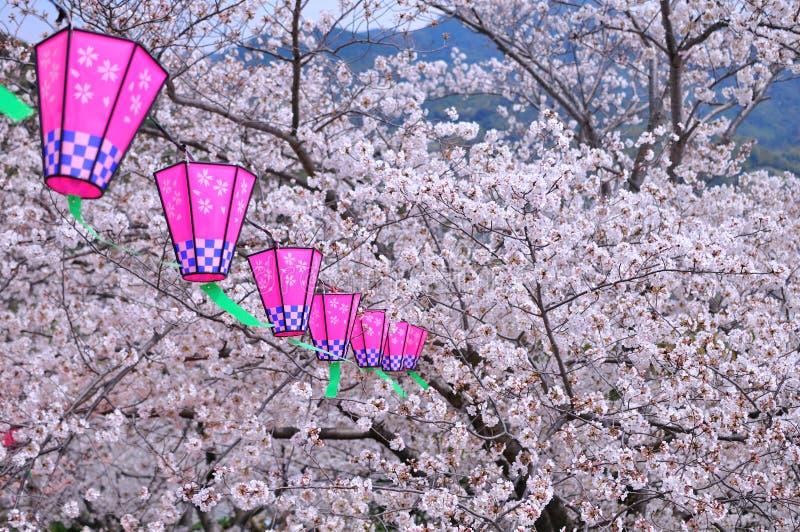 бумага sakura японского фонарика цветения стоковое изображение