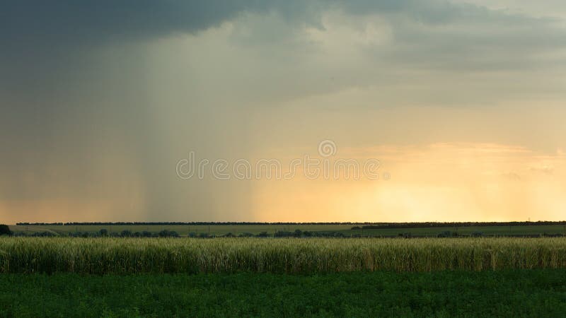 Бурные облака сер-голубы над полем с дождем Thunderclouds лета захода солнца времени вечера пшеницы зерна темным стоковое фото rf Бурные облака сер-голубы над полем с дождем Thunderclouds лета захода солнца времени вечера пшеницы зерна темным стоковое фото rf