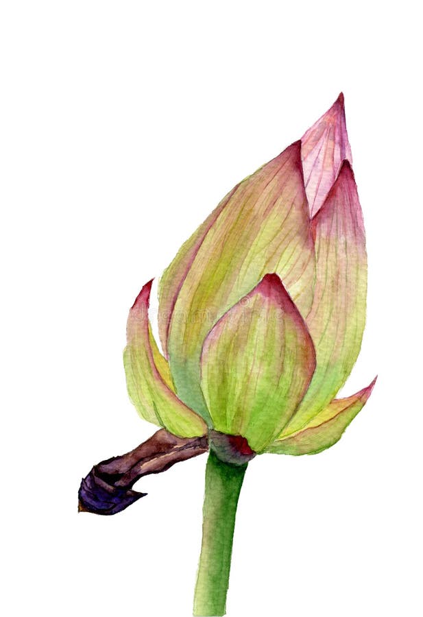 Бутоны цветов бад или lotus лилии иллюстрации рисунка руки на белом фоне отдельные акварели. иллюстрация штока
