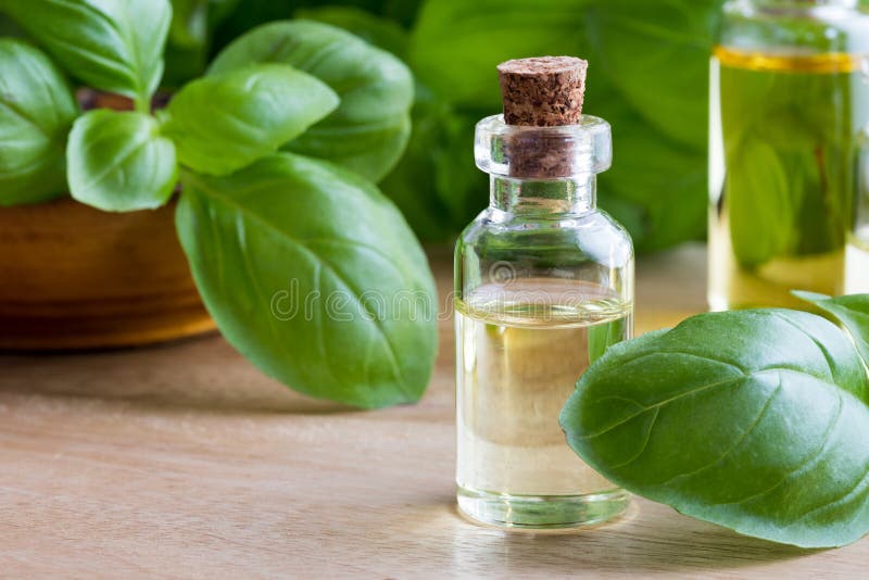 Бутылка эфирного масла базилика с свежим базиликом выходит стоковые изображения rf