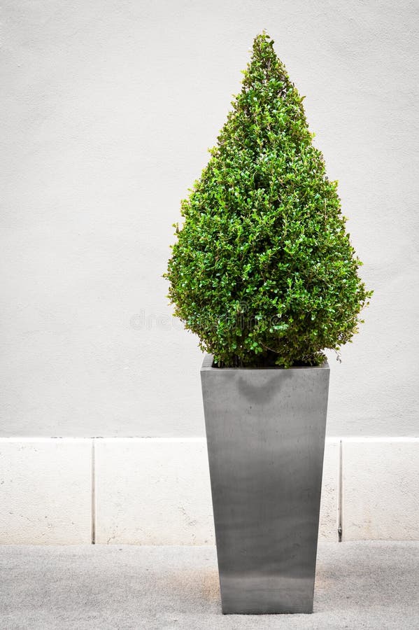 Nice little bush in front of a villa in rome. Nice little bush in front of a villa in rome