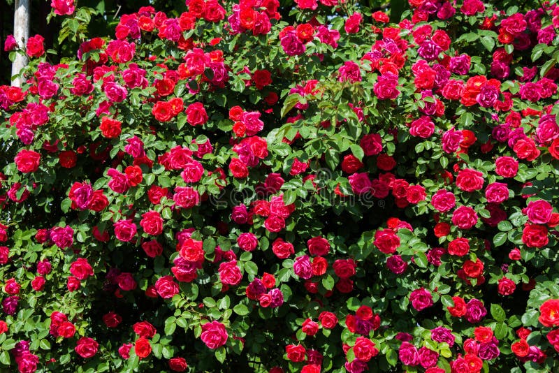 Bush of roses on bright summer day. Bush of roses on bright summer day