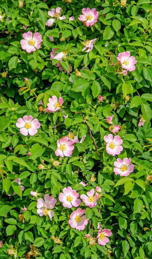 Bush of Pink wild rose flowers, close up. Bush of Pink wild rose flowers, close up