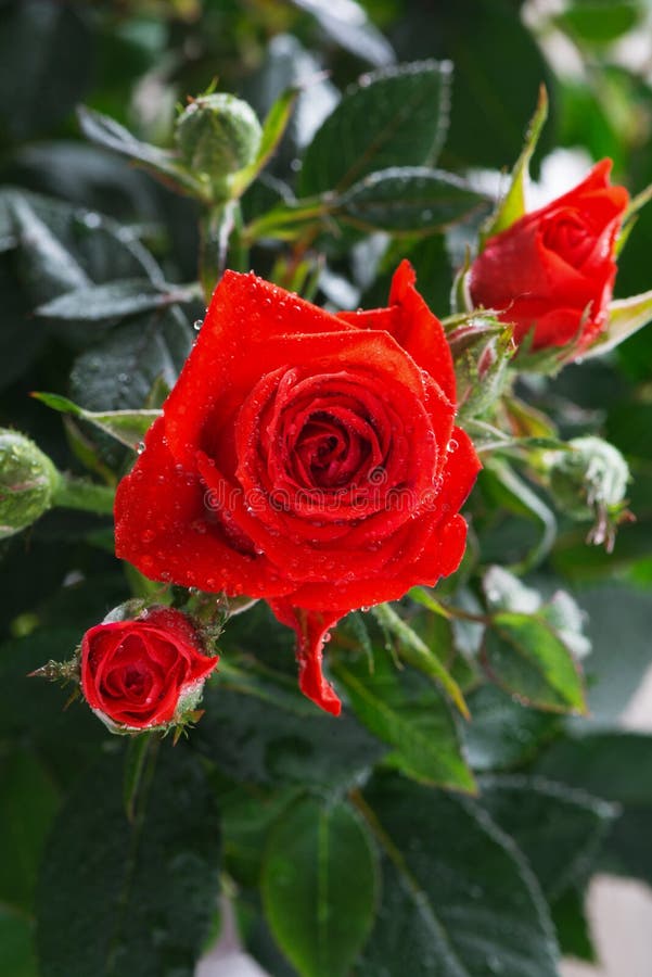 Bush with red roses, close-up, vertical. Bush with red roses, close-up, vertical