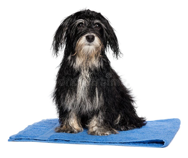 Влажная havanese собака щенка после ванны сидит на голубом полотенце стоковое изображение Влажная havanese собака щенка после ванны сидит на голубом полотенце стоковое изображение