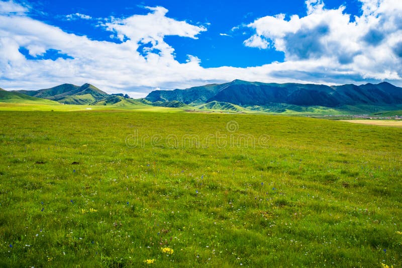 В начале осени ruoergai луговых scenery стоковое изображение
