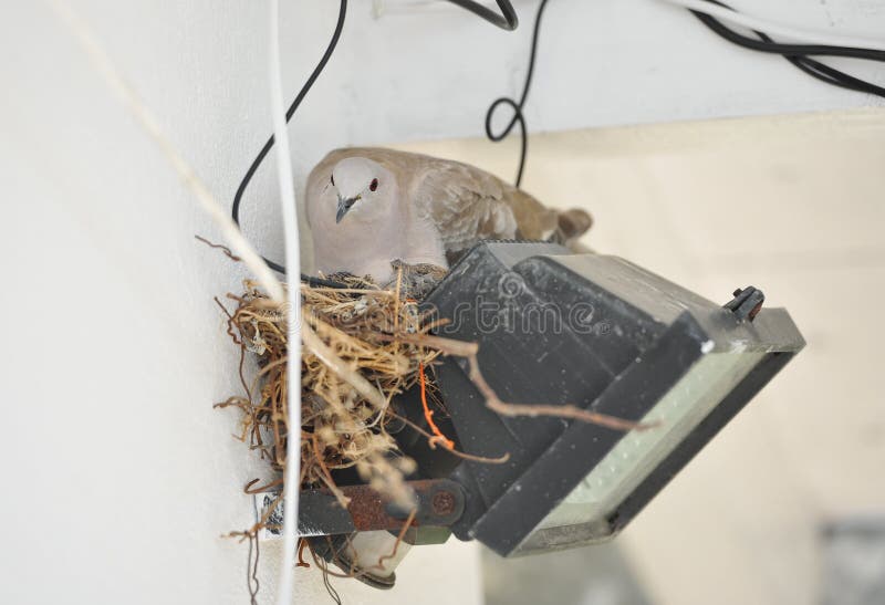 Pigeon nesting on spotlight. Pigeon sits on nest. Pigeon nesting on spotlight. Pigeon sits on nest