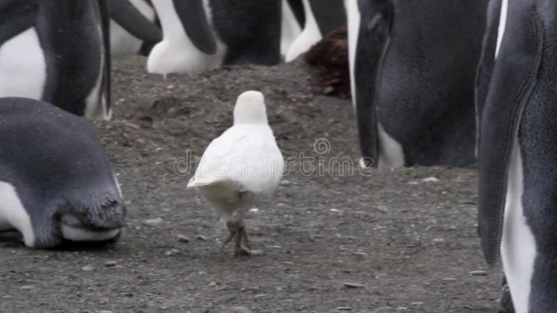 В окружении sheathbill peguins короля в Антарктиде