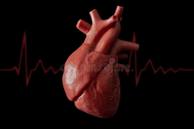 Cardiology, organ transplant and cardiovascular medicine concept with a plastic medical model of a heart isolated on black background with high contrast lighting and a a pulse or heart rhythm. Cardiology, organ transplant and cardiovascular medicine concept with a plastic medical model of a heart isolated on black background with high contrast lighting and a a pulse or heart rhythm