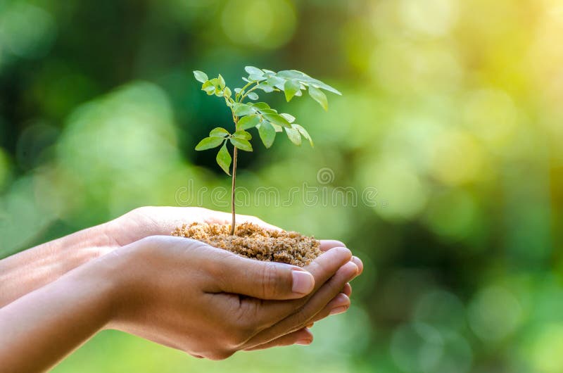 In the hands of trees growing seedlings. Bokeh green Background Female hand holding tree on nature field grass Forest conservation. In the hands of trees growing seedlings. Bokeh green Background Female hand holding tree on nature field grass Forest conservation