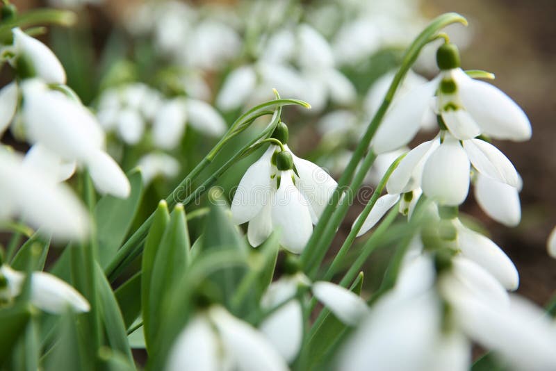 В саду красивые snowdrops растет. Весенние цветы стоковое изображение