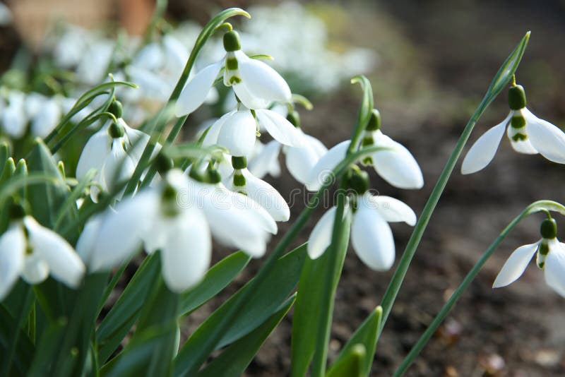 В саду красивые snowdrops растет. Весенние цветы стоковая фотография