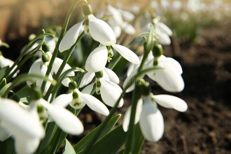 В саду красивые snowdrops растет. Весенние цветы стоковые фото