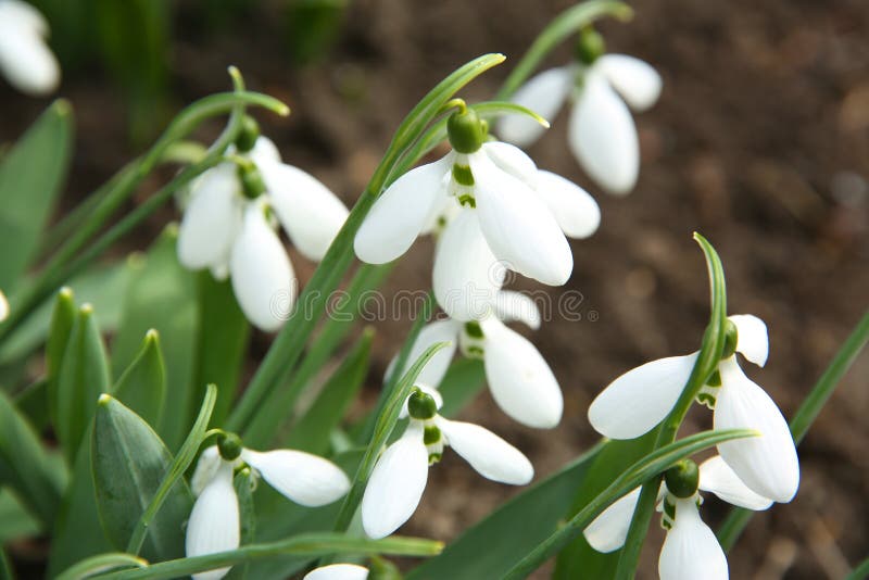 В саду красивые snowdrops растет. Весенние цветы стоковое фото rf