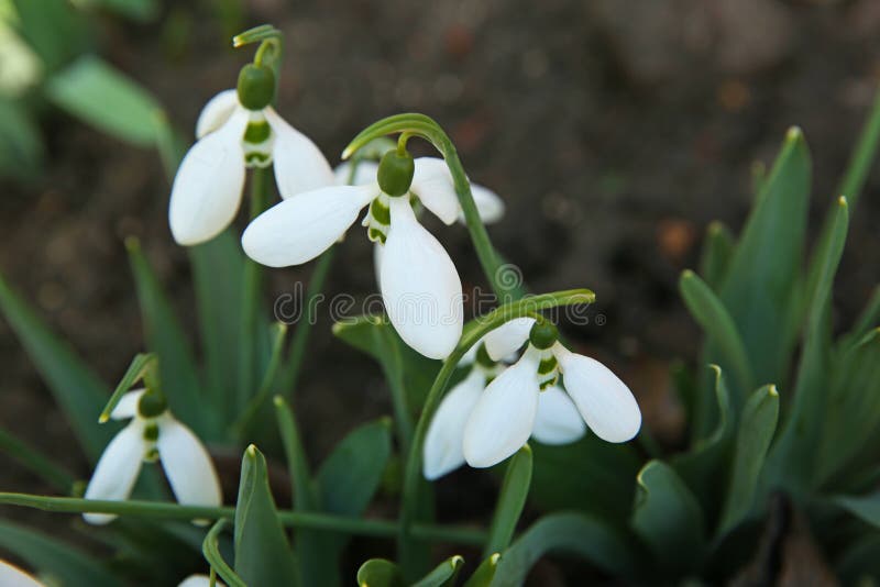 В саду красивые snowdrops растет. Весенние цветы стоковое фото