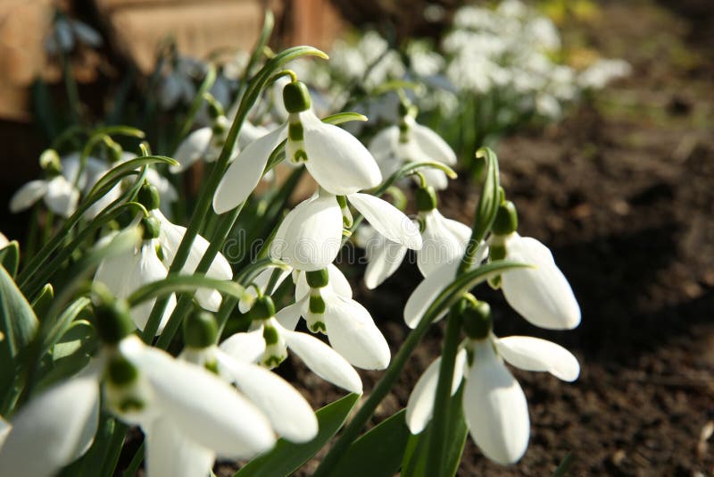 В саду красивые snowdrops растет. Весенние цветы стоковое изображение rf
