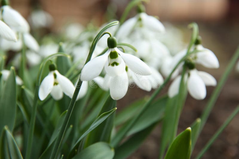 В саду красивые snowdrops растет. Весенние цветы стоковые изображения