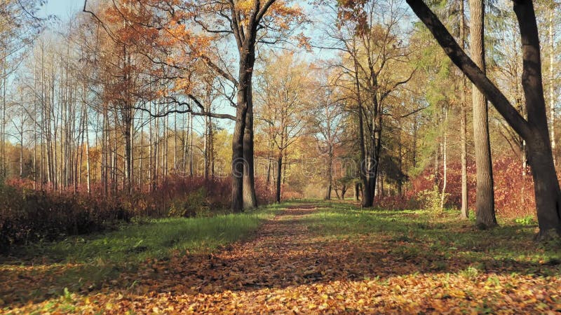 В светлом парке осенью с падения листьями