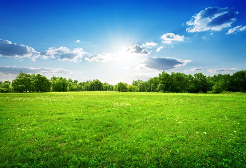 Green grass with flowers and trees in spring. Green grass with flowers and trees in spring.