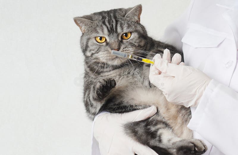 Vaccinations for pets. Veterinarian shows a vaccine in a syringe to a cat. The cat looks at the syringe with curious eyes. Routine vaccination for pets concept. Cropped. Vaccinations for pets. Veterinarian shows a vaccine in a syringe to a cat. The cat looks at the syringe with curious eyes. Routine vaccination for pets concept. Cropped