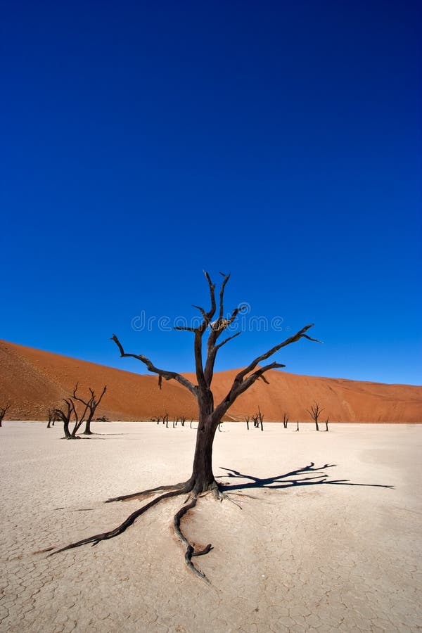 Dead Acacia Tree, Namib Desert, Namibia. Dead Acacia Tree, Namib Desert, Namibia