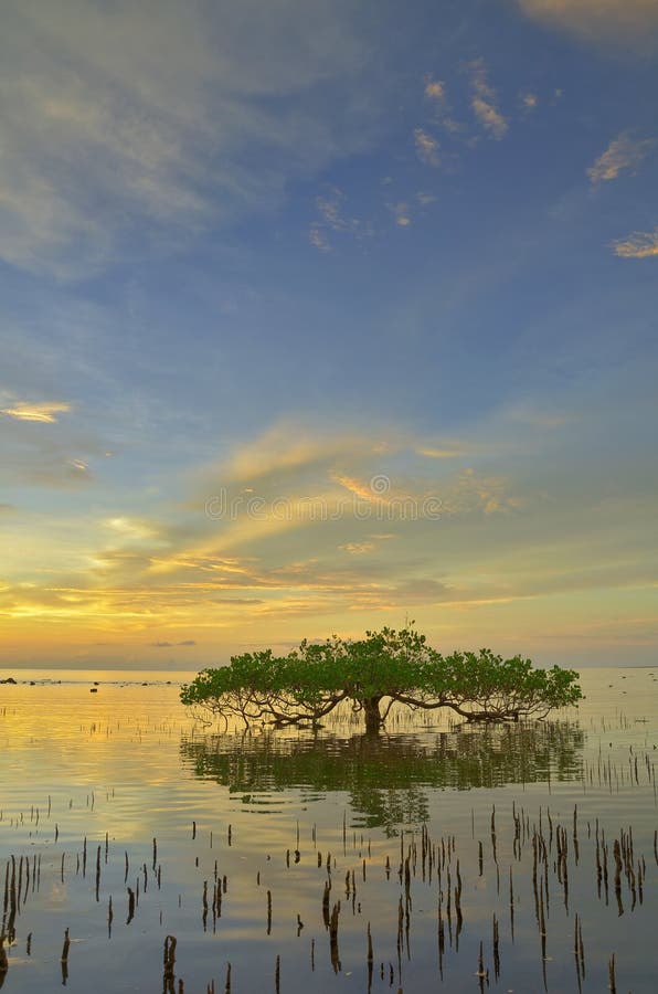 Вал захода солнца и мангровы