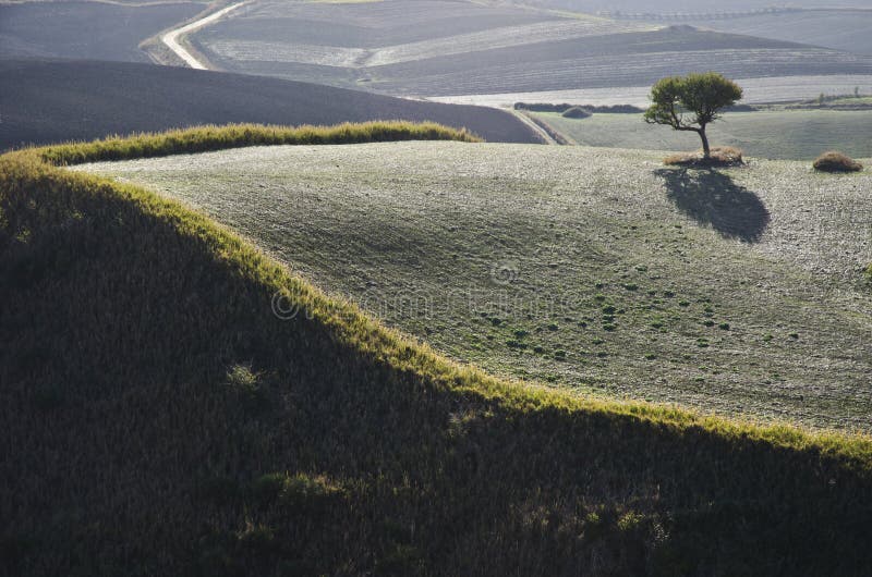 Horizontal image of a sunny, solitary countryside landscape with hills and a tree and a countryroad on the background. Horizontal image of a sunny, solitary countryside landscape with hills and a tree and a countryroad on the background