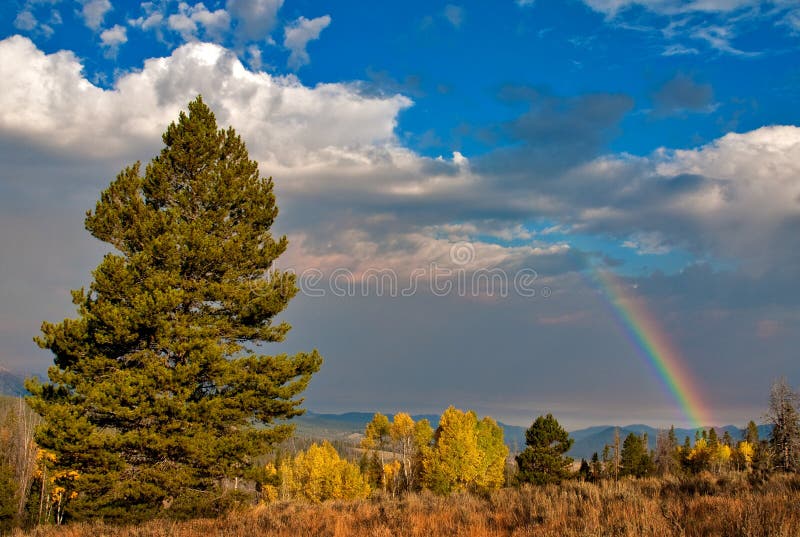 This autumn scene with turning Aspens is decorated with a rainbow. This autumn scene with turning Aspens is decorated with a rainbow