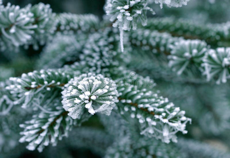 Detail of pine tree branch covered with snow/frost in cold tones. Detail of pine tree branch covered with snow/frost in cold tones