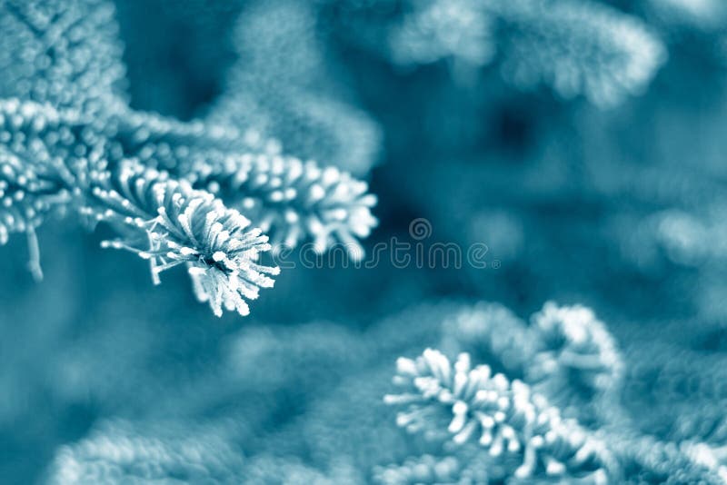 Pine tree branches covered with snow/frost in cold blue tones. Pine tree branches covered with snow/frost in cold blue tones