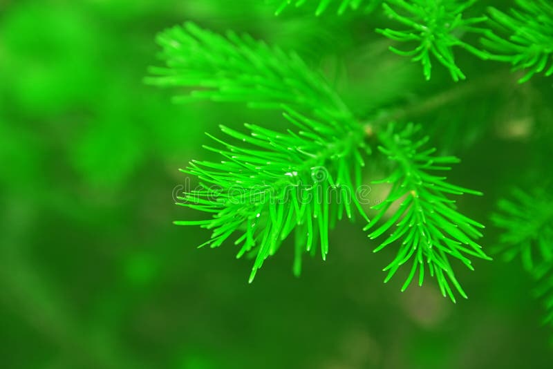 Brightly green prickly branches of a fur-tree or pine. Brightly green prickly branches of a fur-tree or pine