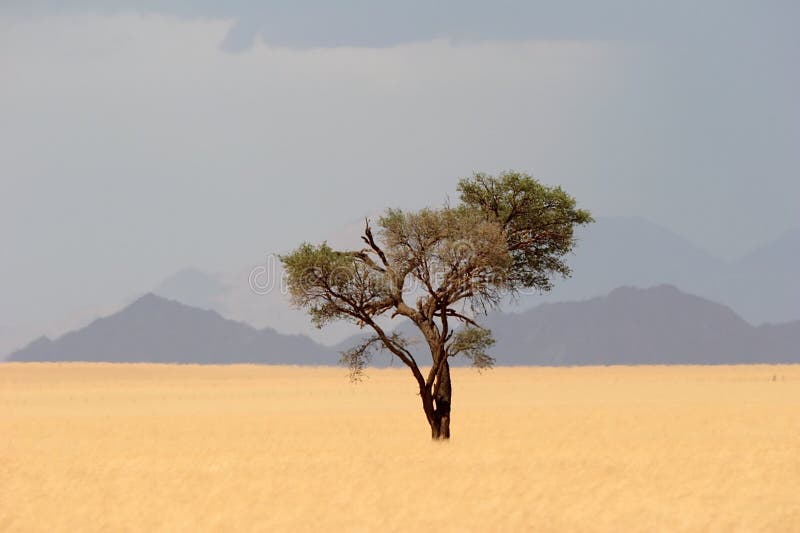 Solitude desert tree. Namibia, Africa. Solitude desert tree. Namibia, Africa