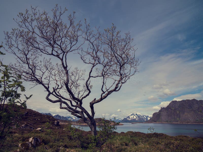 Вверх по в Lofoten в Норвегии стоковое фото Вверх по в Lofoten в Норвегии стоковое фото