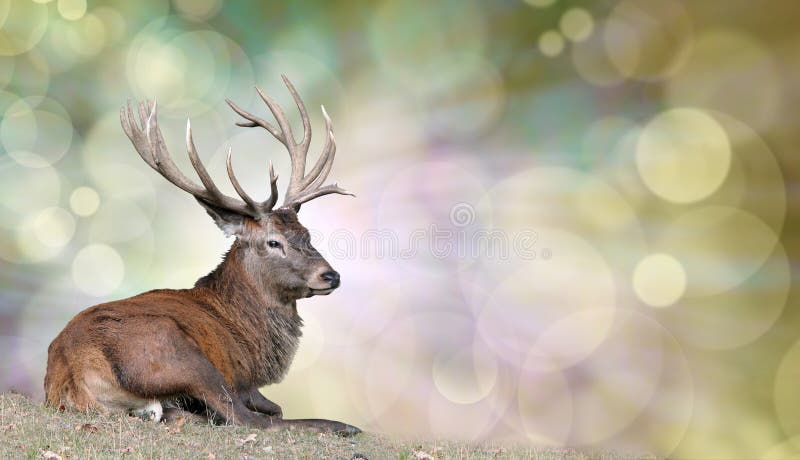 Mature stag seated on grass on left with light behind head on a bokeh background and plenty of copy space on right hand side. Mature stag seated on grass on left with light behind head on a bokeh background and plenty of copy space on right hand side