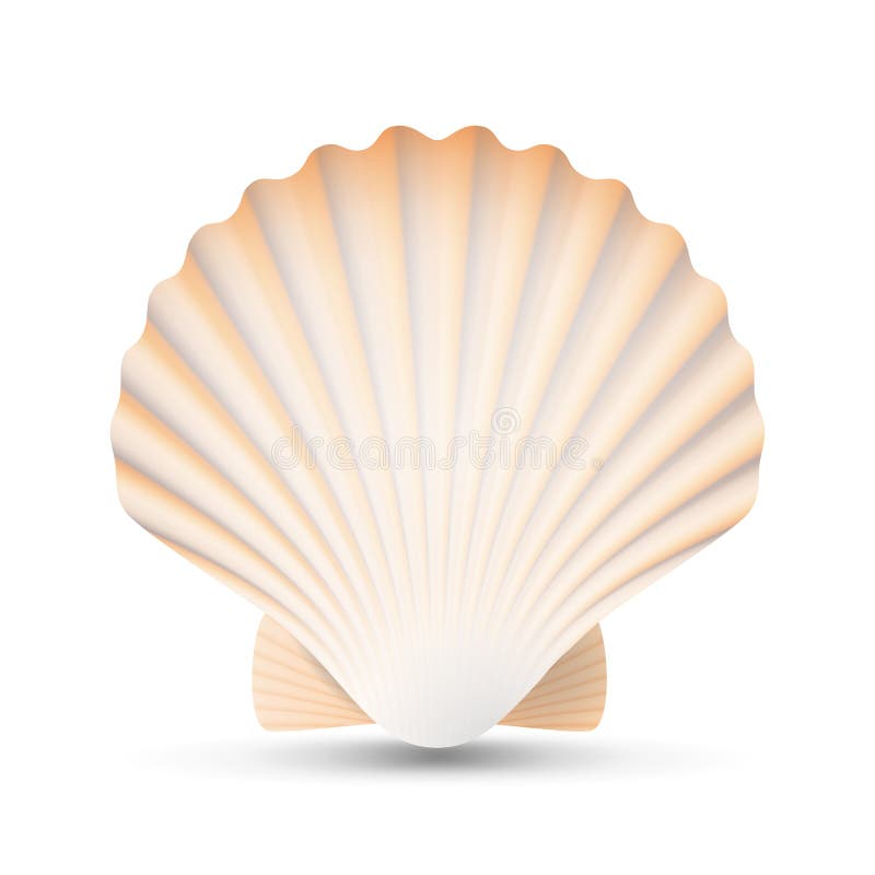 Вектор seashell Scallop Раковина Scallops сувенира красоты экзотическая изолированная на белой иллюстрации предпосылки иллюстрация штока Вектор seashell Scallop Раковина Scallops сувенира красоты экзотическая изолированная на белой иллюстрации предпосылки иллюстрация штока