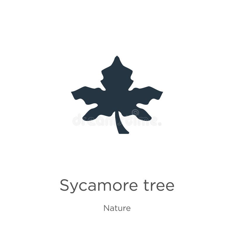 Вектор значков дерева Sycamore Тренди плоский значок дерева sycamore из коллекции природы, изолированной на белом фоне Иллюстраци бесплатная иллюстрация