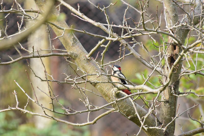 Великая пятнистая дятла для насекомых, першитых на ветке дерева. Woodpecker в естественной среде обитания стоковые фотографии rf