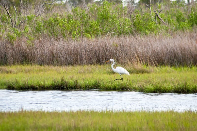 Великий egret фуражируя еду на острове assateague стоковое изображение