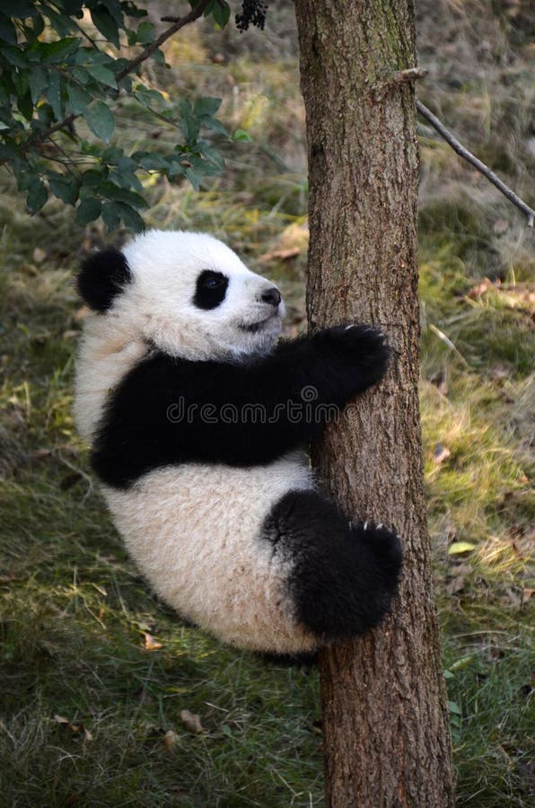 Великий Panda Kung Fu Panda Cute Panda Китай Национальное сокровище Волонга Национальный заповедник Чэнду, Сычуань стоковая фотография rf Великий Panda Kung Fu Panda Cute Panda Китай Национальное сокровище Волонга Национальный заповедник Чэнду, Сычуань стоковая фотография rf