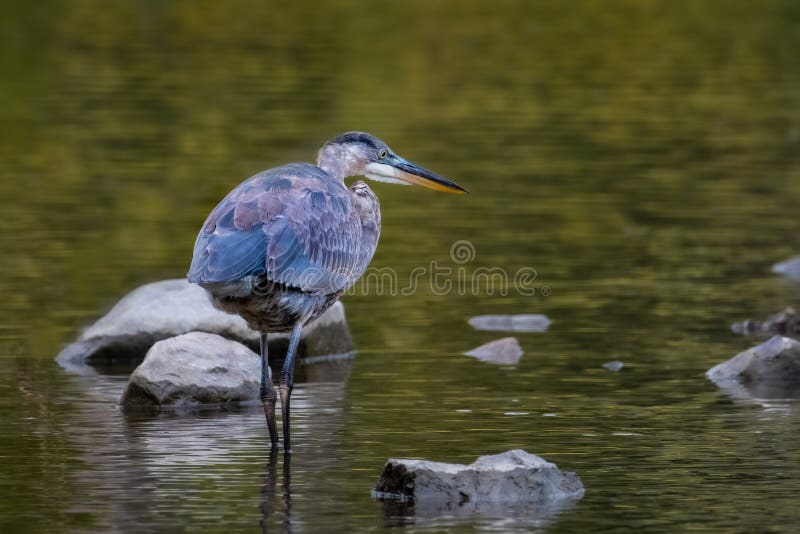 Великий поохотиться herodias ardea blue heron стоковые фотографии rf