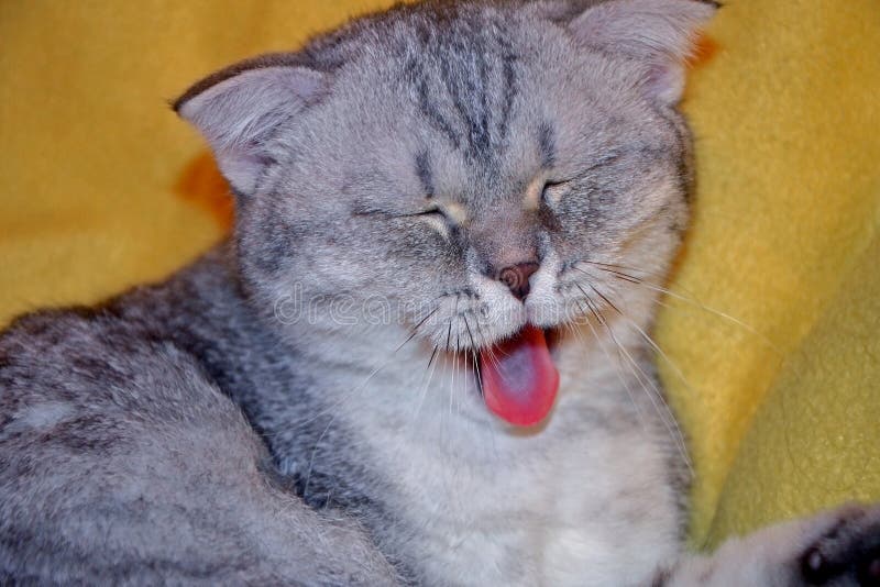 Великобританский кот shorthair tabby зевает и показывает язык киска лежа на желтом половике, стоковое фото rf Великобританский кот shorthair tabby зевает и показывает язык киска лежа на желтом половике, стоковое фото rf
